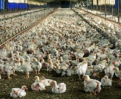 poulets-en-batterie.jpg